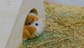 Guinea pig in zoo in white house Royalty Free Stock Photo