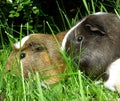 Guinea pigs