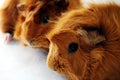 Guinea Pigs