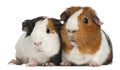 Guinea pigs, 3 years old, lying Royalty Free Stock Photo