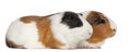 Guinea pigs, 3 years old, lying Royalty Free Stock Photo