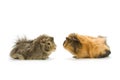 Guinea pigs Royalty Free Stock Photo