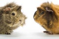 Guinea pigs Royalty Free Stock Photo