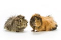 Guinea pigs Royalty Free Stock Photo