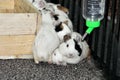 Guinea pigs are animals that are closely related to hamsters Royalty Free Stock Photo