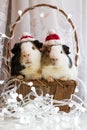 Guinea pigs in a basket Royalty Free Stock Photo