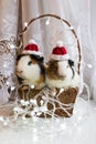 Guinea pigs in a basket Royalty Free Stock Photo