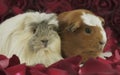 Guinea pigs breed Golden American Crested and Coronet cavy in the petals of red roses