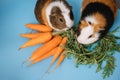 guinea-pigs couple and fresh carrots on blue background Royalty Free Stock Photo