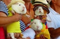 Guinea pigs in traditional clothes of Peru, Bolivia and Columbia Royalty Free Stock Photo