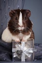 Guinea pigs and gift and heart