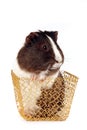 Guinea pigs in a gold basket Royalty Free Stock Photo