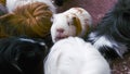 Guinea Pigs Huddled Together Royalty Free Stock Photo