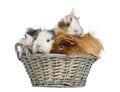 Guinea Pigs piled up in a wicker basket, isolated