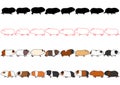 Guinea pigs in a row set