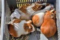 Guinea Pigs for Sale in Animal market, Ecuador