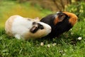 Guinea pigs sniffing Royalty Free Stock Photo