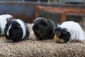 Guinea pigs