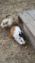 Guinea pigs at their wooden house