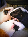 A guinea pigs up closed image