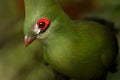 Guinea Turaco Royalty Free Stock Photo