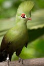 Guinea Turaco Royalty Free Stock Photo