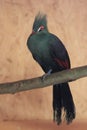 Guinea turaco Royalty Free Stock Photo