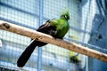 Tropical Green Bird (Guinea Turaco)