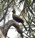 Guinea Turaco Royalty Free Stock Photo