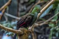 The Guinea turaco Tauraco persa Royalty Free Stock Photo