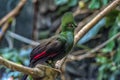 The Guinea turaco Tauraco persa Royalty Free Stock Photo