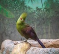 The Guinea turaco,Tauraco persa, also known as the green turaco or green lourie, is a bird in the family Musophagidae
