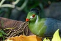 Guinea turaco Tauraco persa, also known as the green turaco or green lourie close up in the sunlight peeking through the Royalty Free Stock Photo