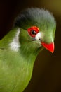 Guinea turaco Royalty Free Stock Photo