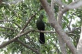 Guinea Turaco Tauraco persa on a branch Royalty Free Stock Photo