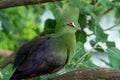 Guinea turaco Tauraco persa or the green turaco or green lourie perched in a tree in the rainforest Royalty Free Stock Photo