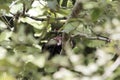 Guinea Turaco Tauraco persa hidden in a tree Royalty Free Stock Photo