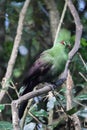 Guinea Turaco (Tauraco persa) Royalty Free Stock Photo