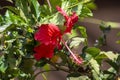 Guinea West coast of Africa Hibicus flower Royalty Free Stock Photo