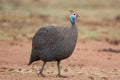 Guineafowl Royalty Free Stock Photo