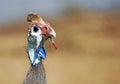 Guineafowl Royalty Free Stock Photo