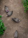 Guineafowl bird Chicken Top view Royalty Free Stock Photo