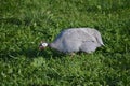 Guineafowl Bird Royalty Free Stock Photo