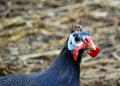 Guineafowl. Bird Royalty Free Stock Photo