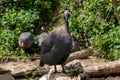 Portrait of a Guineafowl in fall Royalty Free Stock Photo