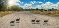 Guineafowl birds Royalty Free Stock Photo