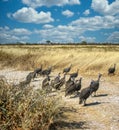 Guineafowl birds Royalty Free Stock Photo