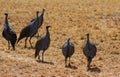 Guineafowl birds on the ground Royalty Free Stock Photo