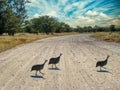 Guineafowl birds Royalty Free Stock Photo