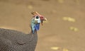 Guineafowl